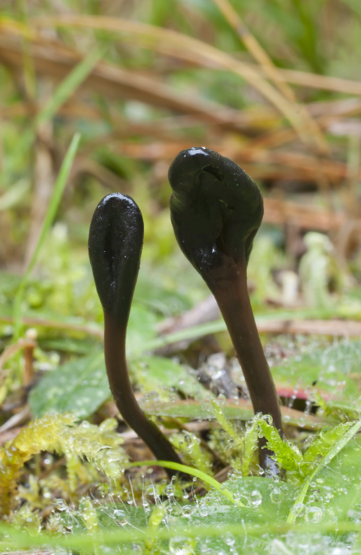 Geoglossum glutinosum